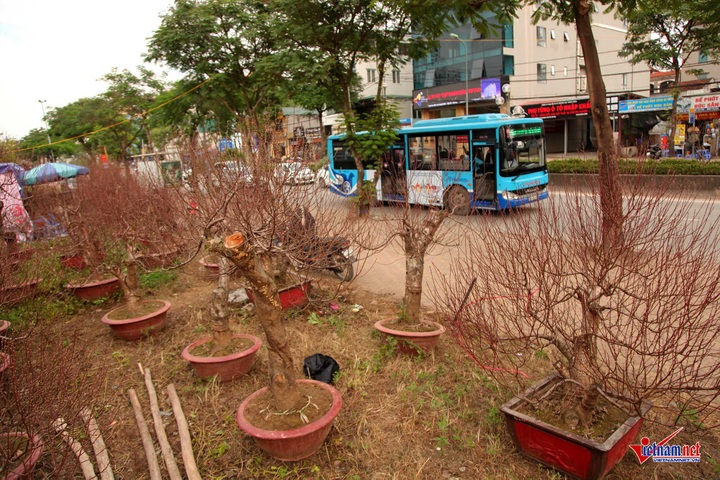 Peach flowers flood Hanoi's streets - 1 Peach flowers flood Hanoi's streets - 1