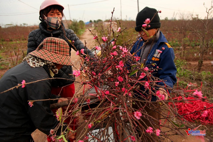 Peach flowers flood Hanoi's streets - 3 Peach flowers flood Hanoi's streets - 3