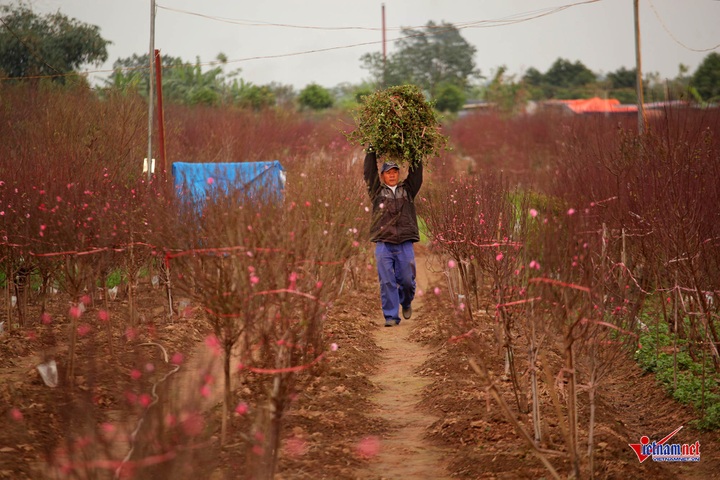 Peach flowers flood Hanoi's streets - 8 Peach flowers flood Hanoi's streets - 8