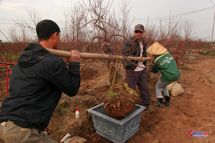 Peach flowers flood Hanoi's streets - 7 Peach flowers flood Hanoi's streets - 7