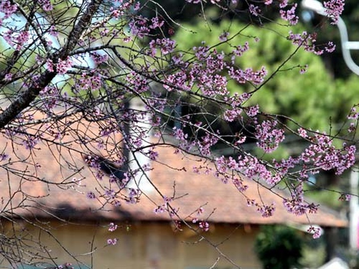 Cherry blossoms cover streets of Dalat - 5