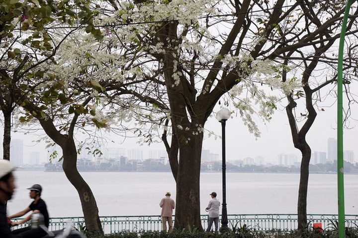 Sua flowers brighten Hanoi's streets - 4