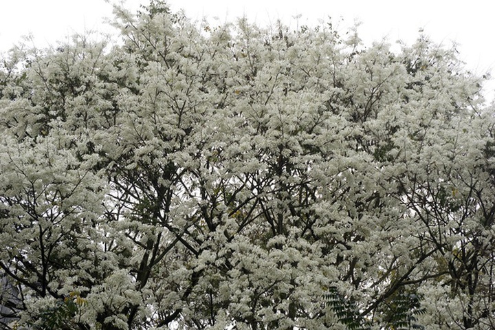Sua flowers brighten Hanoi's streets - 5