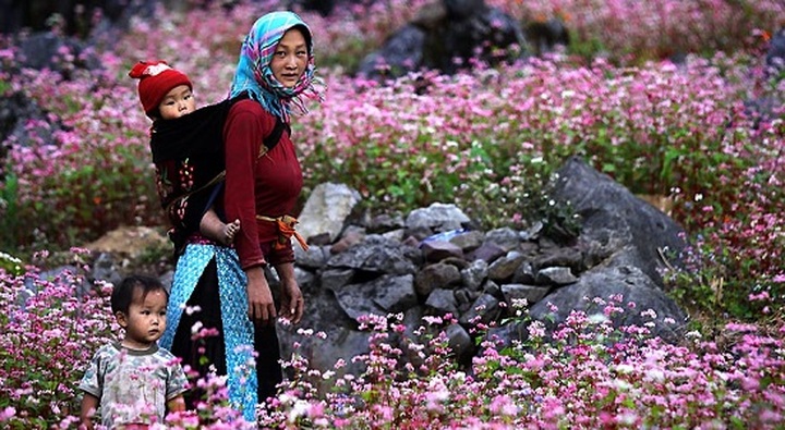 Festival honours buckwheat flowers kicks off in Ha Giang Province - 1