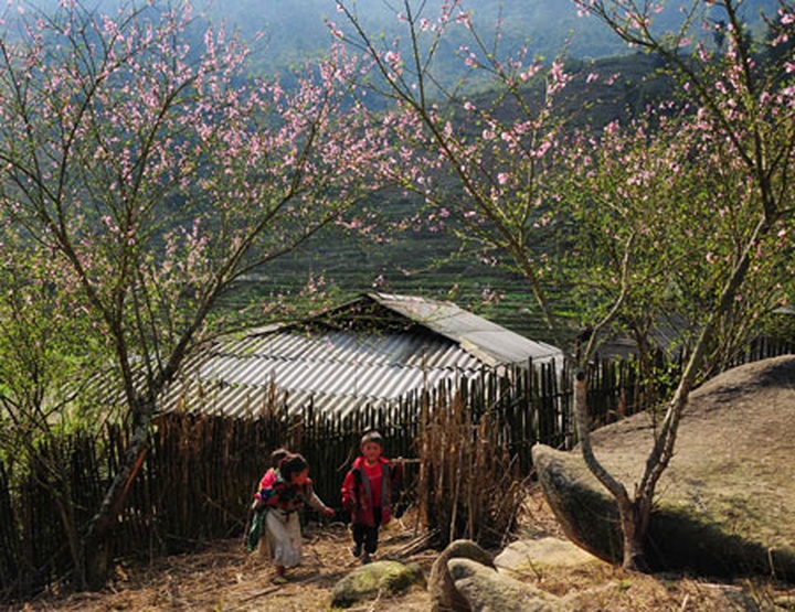 Peach trees blossom early in Sapa - 1 Peach trees blossom early in Sapa - 1