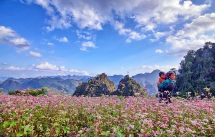 Ha Giang readies for Buckwheat Flower Festival 2017 - 1