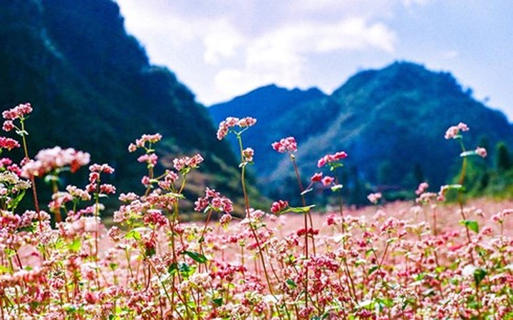 Ha Giang to organise Buckwheat Flower Festival - 1