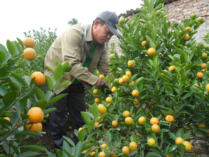 Tet flowers and kumquat likely to be expensive because of weather - 1