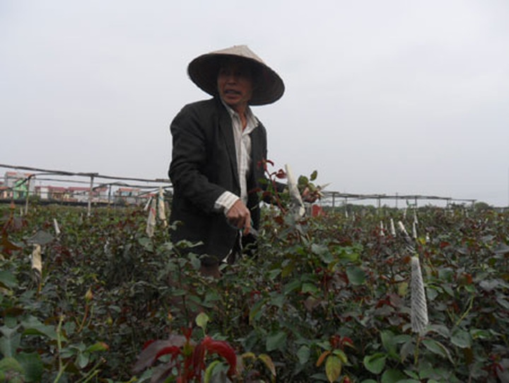 Tet flowers and kumquat likely to be expensive because of weather - 2