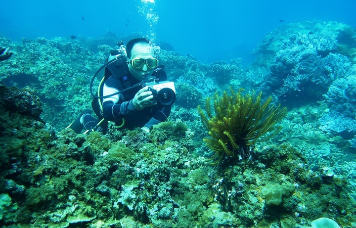 Quang Nam authorities urged to protect Cu Lao Cham coral reefs - 1 Quang Nam authorities urged to protect Cu Lao Cham coral reefs - 1