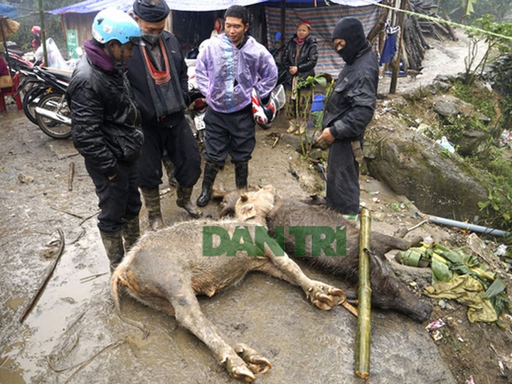 Record cold spell kills thousands of cattle - 1