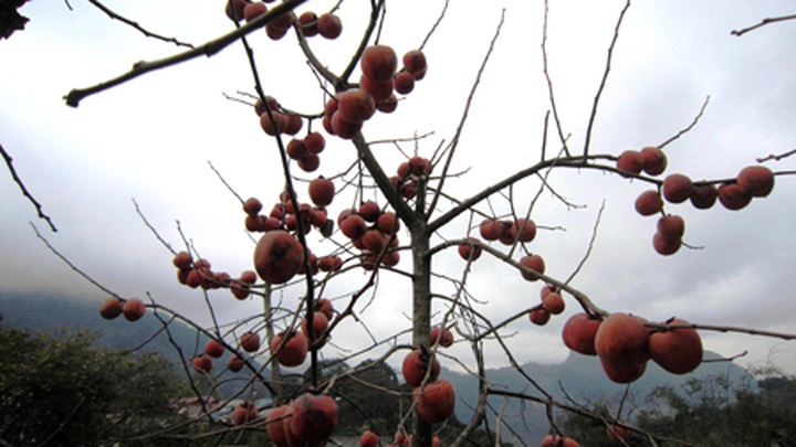 Persimmon brighten Phu Pan Peak - 9
