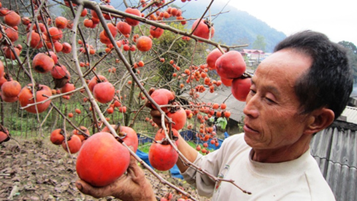 Persimmon brighten Phu Pan Peak - 13