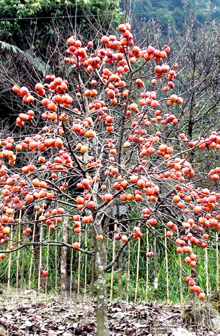 Persimmon brighten Phu Pan Peak - 11