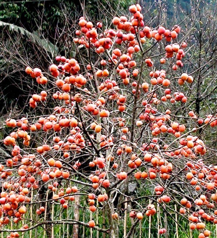Persimmon brighten Phu Pan Peak - 16