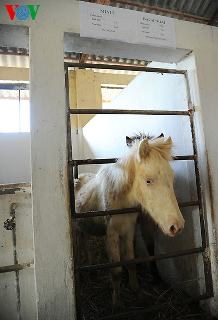 A tour of the biggest horse farm in the north - 16