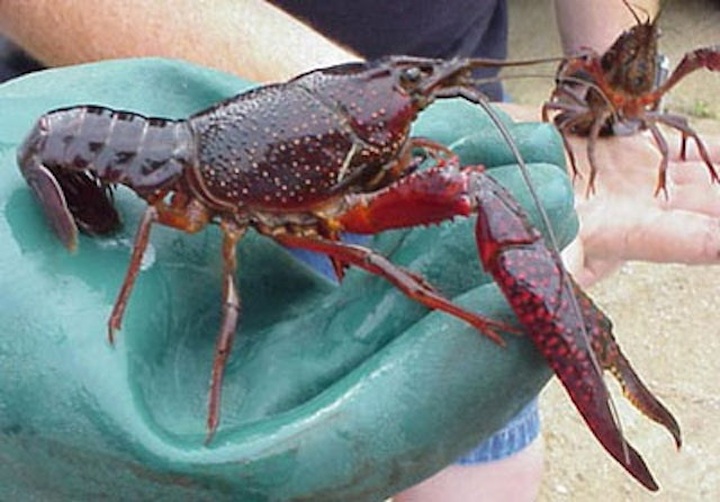 Đồng Tháp kills banned crawfish to save crops - 1 Đồng Tháp kills banned crawfish to save crops - 1