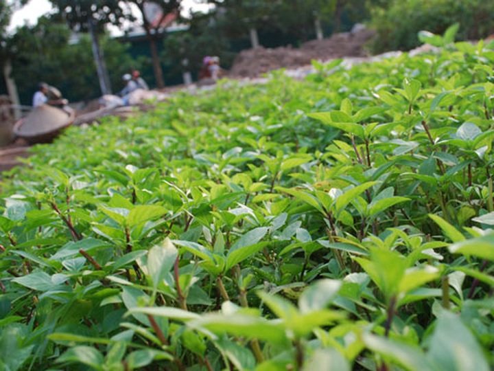 Hanoi's plans for preserving a traditional herb - 1