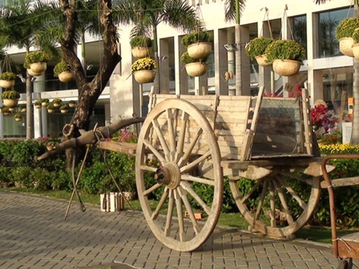 Phu My Hung spring flower show blooms - 7