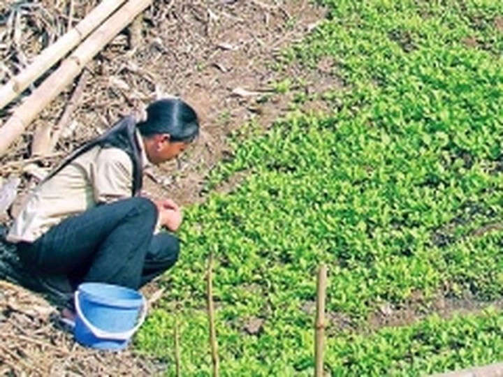 Italy group helps ethnic people have better meals - 1