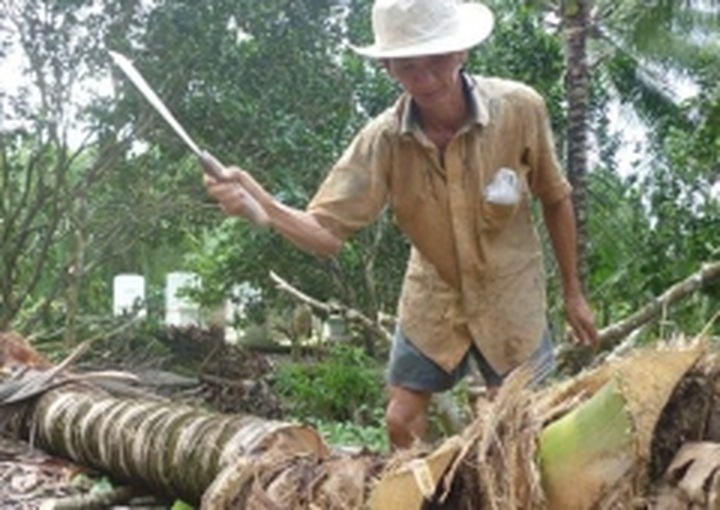 Trees cut down in coconut land amid price drop - 1