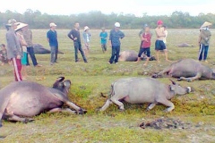 Lightning strikes kill 15 buffaloes in Hue: report - 1 Lightning strikes kill 15 buffaloes in Hue: report - 1