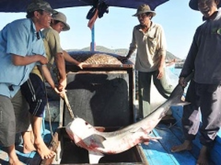Vietnam to use nets to prevent sharks from entering beach - 1
