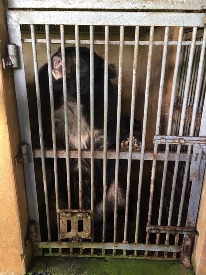 Captive bears sent to rescue centre - 1