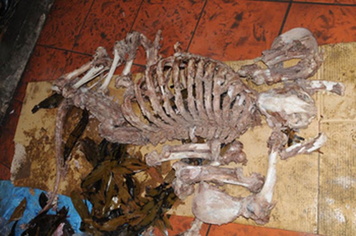 Hanoi Police uncover restaurant cooking tiger bone gruel - 1