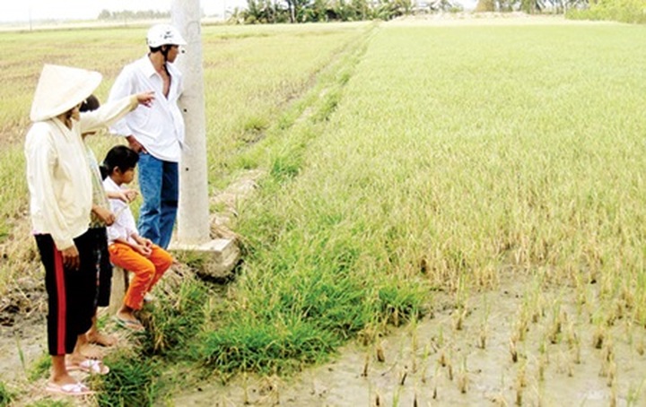 Saline intrusion a threat to crops in Mekong Delta - 1