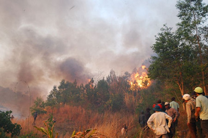 Fire destroys forest in Gia Lai - 1
