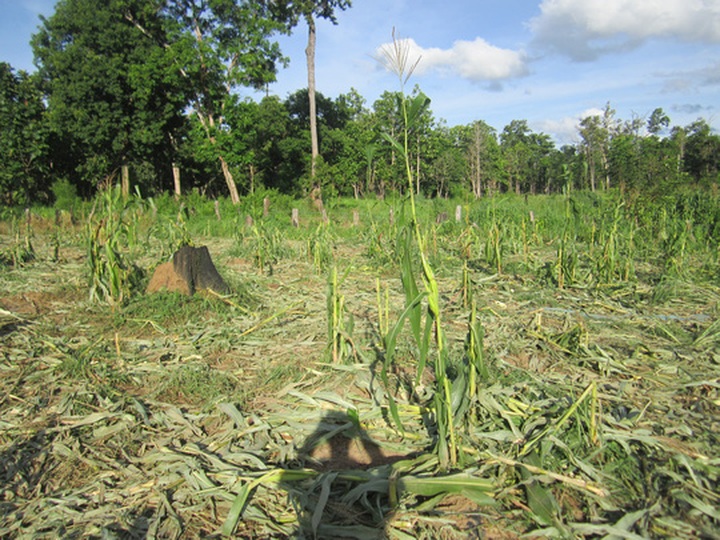 Elephants destroy crops in Dak Lak - 1 Elephants destroy crops in Dak Lak - 1