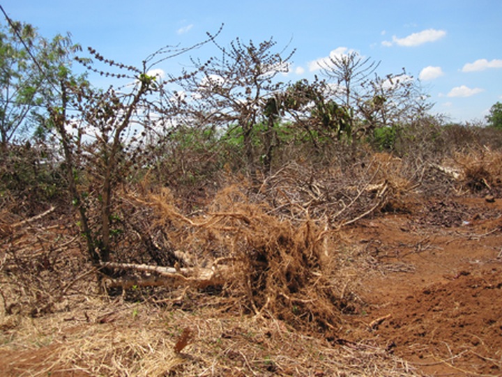 Central Highlands suffers from severe drought - 1