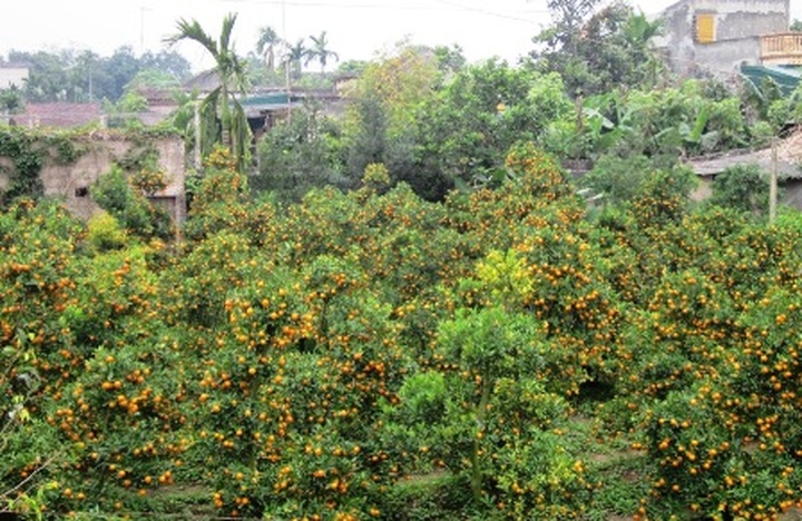 Phu Van flower village before Tet - 10