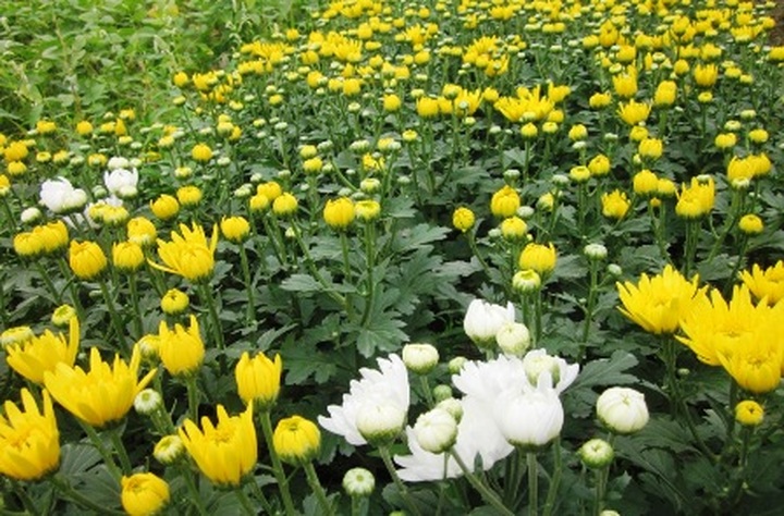 Phu Van flower village before Tet - 4