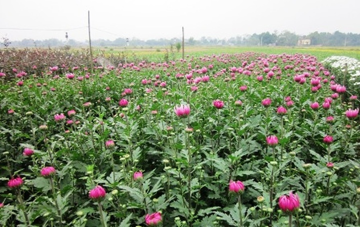 Phu Van flower village before Tet - 1