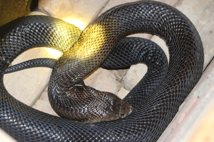 The snake raising village in Hanoi - 1