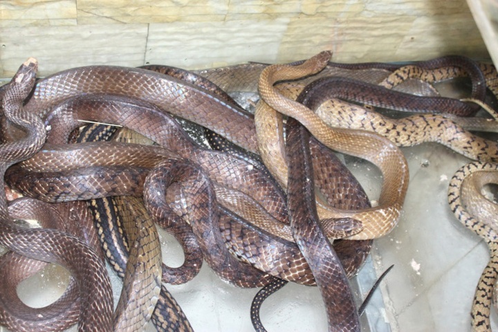 The snake raising village in Hanoi - 4