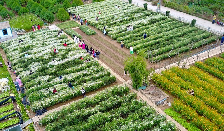 Hanoi farmers earn big during daisy season - 1 Hanoi farmers earn big during daisy season - 1