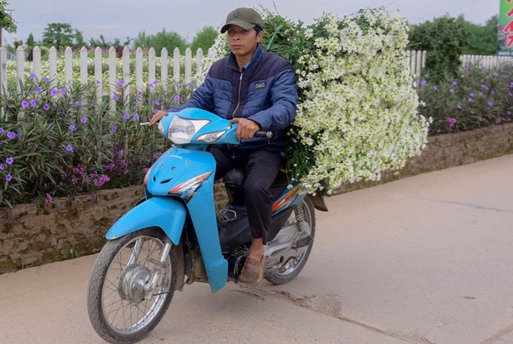 Hanoi farmers earn big during daisy season - 7 Hanoi farmers earn big during daisy season - 7