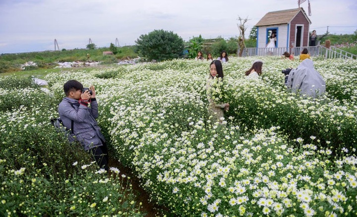 Hanoi farmers earn big during daisy season - 8 Hanoi farmers earn big during daisy season - 8