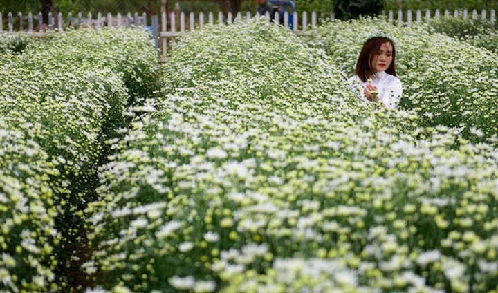 Hanoi farmers earn big during daisy season - 11 Hanoi farmers earn big during daisy season - 11