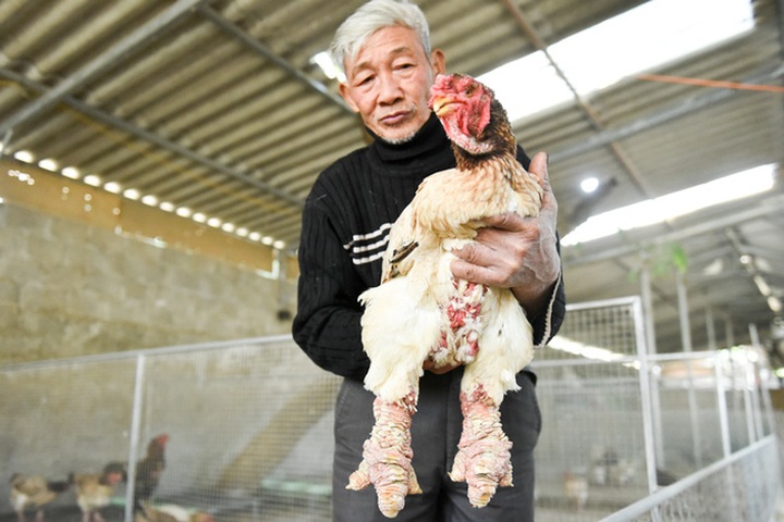 Elderly man devoted to rare chicken species - 7