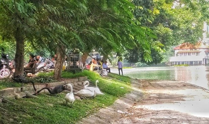 Imported swans thrive on Thien Quang Lake - 1