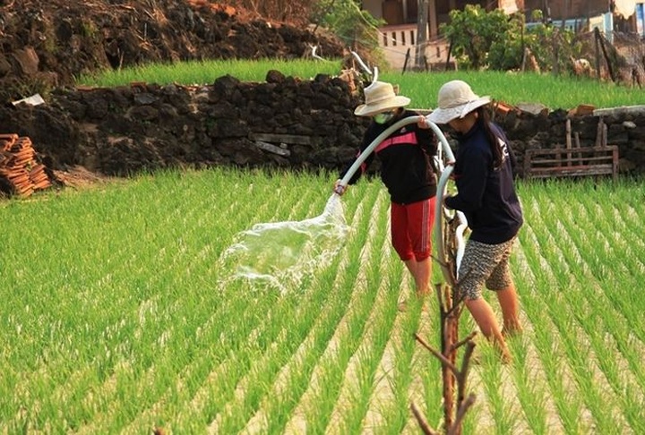 Proposal to grow Japanese garlic on Ly Son Island rejected - 1