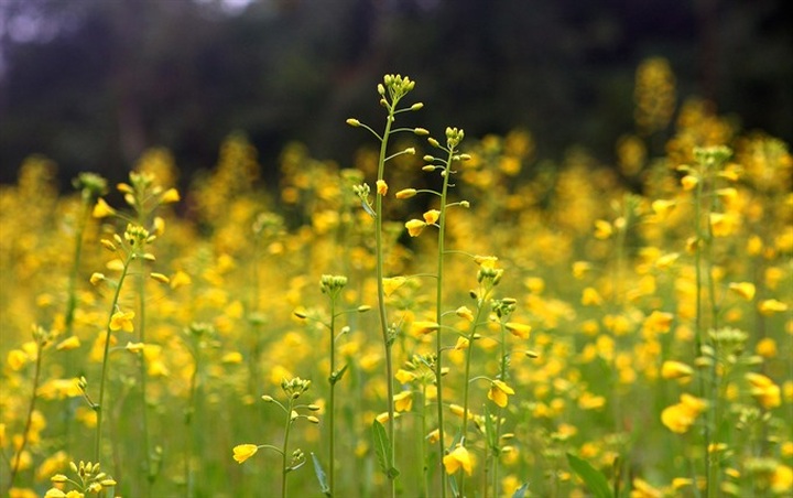 Blooming canola terraces a new tourism draw - 1