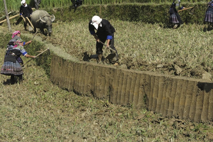 Farming competition at Mu Cang Chai terraced field - 11