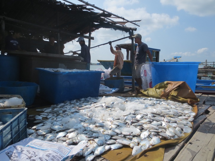 Seafood factories deny responsibility for mass fish poisoning in Vung Tau - 1