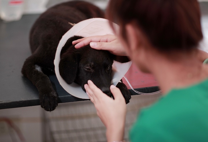 Young Hanoi team tries to rescue dogs, cats - 6