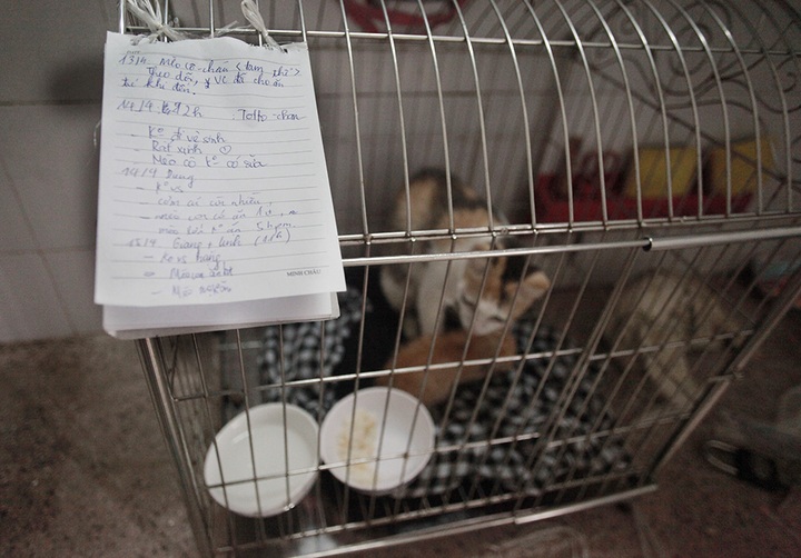 Young Hanoi team tries to rescue dogs, cats - 7